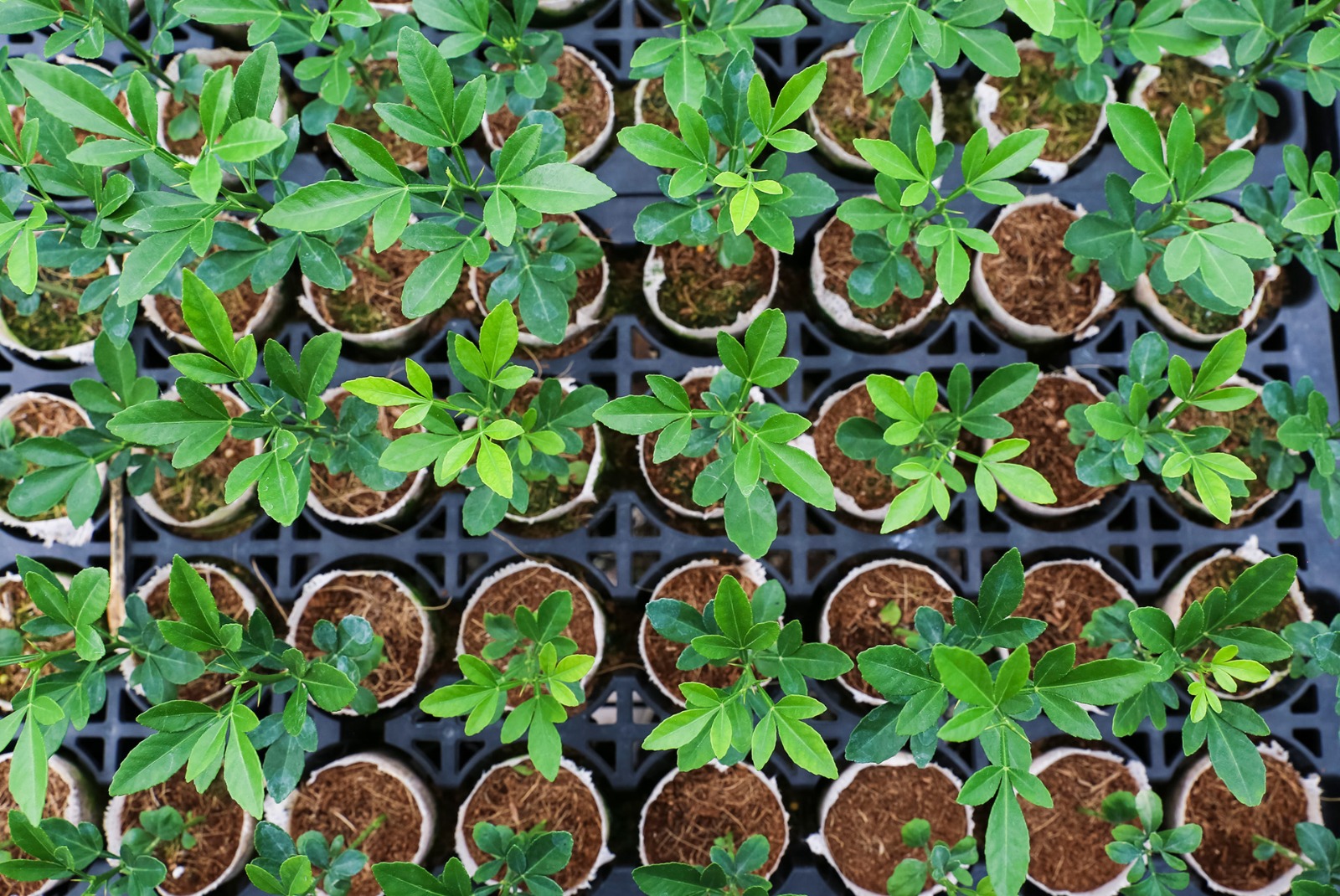Tree planting