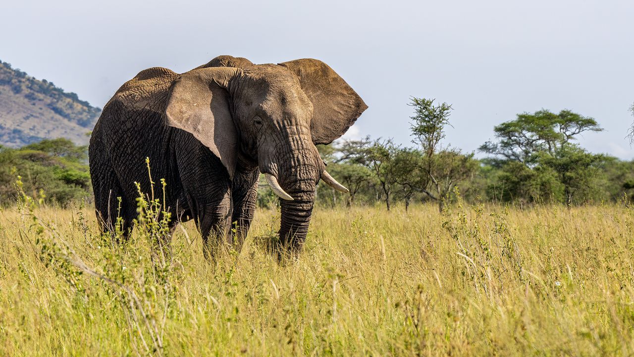 Wildlife Conservation & Biodiversity Protection