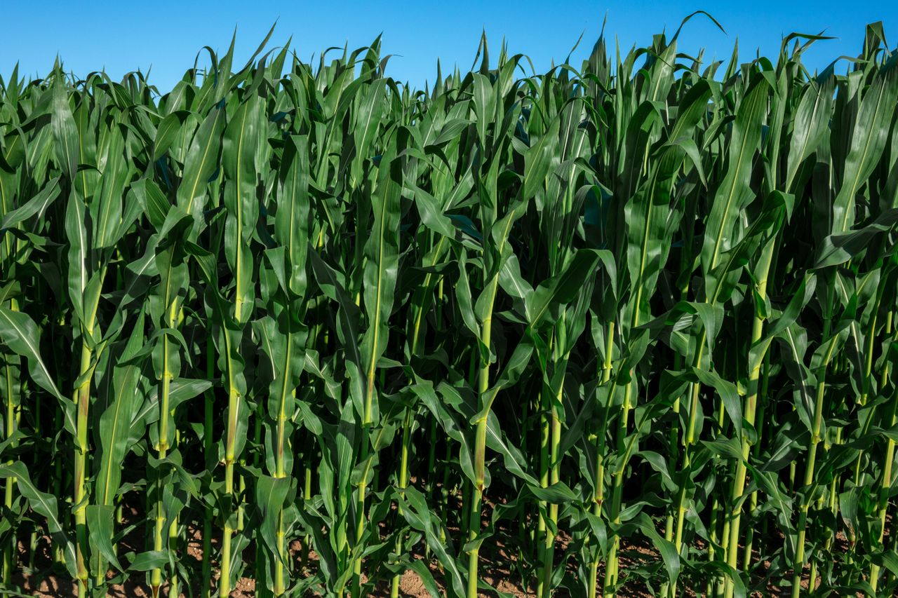 Sustainable Agriculture & Climate-Smart Farming